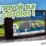 tout savoir sur les coyotes