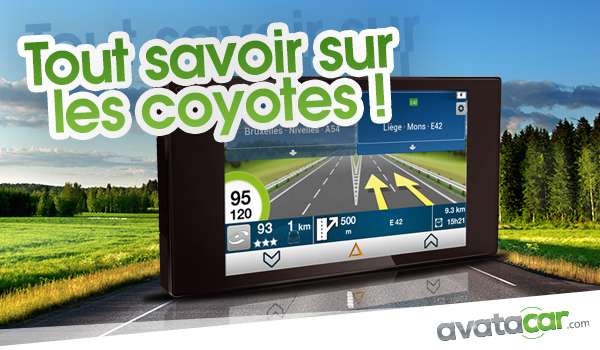 tout savoir sur les coyotes
